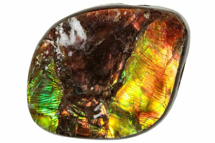 Iridescent Ammolite (Fossil Ammonite Shell) - Alberta #320778